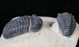 Double Acastoides Trilobite - Foum Zguid, Morocco #18639-2